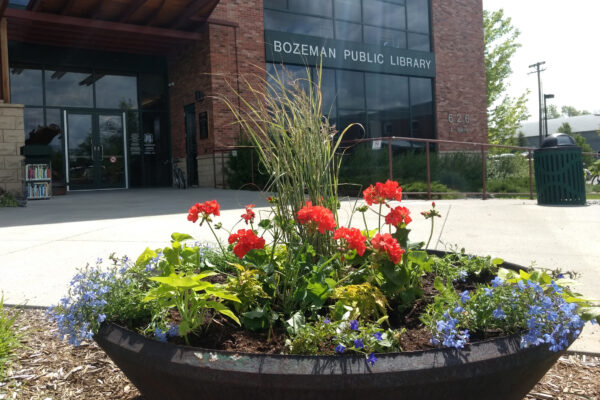 Annual Flowers Container Gardens Bozeman Public Library