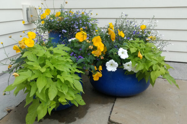 flower pots, container gardens, Spanish Peaks Montana Flowers, Gardeners, Flower Pots, Annuals, Big Sky Flowers