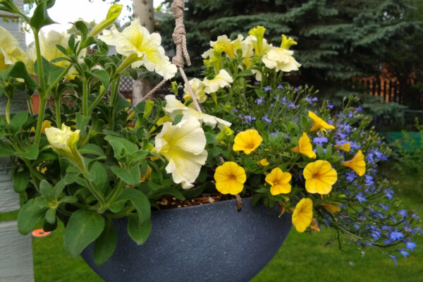 Bozeman Hanging Baskets Annuals and Flowers