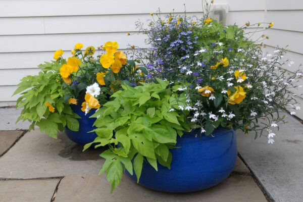 Bozeman Montana Blue and Gold Annuals