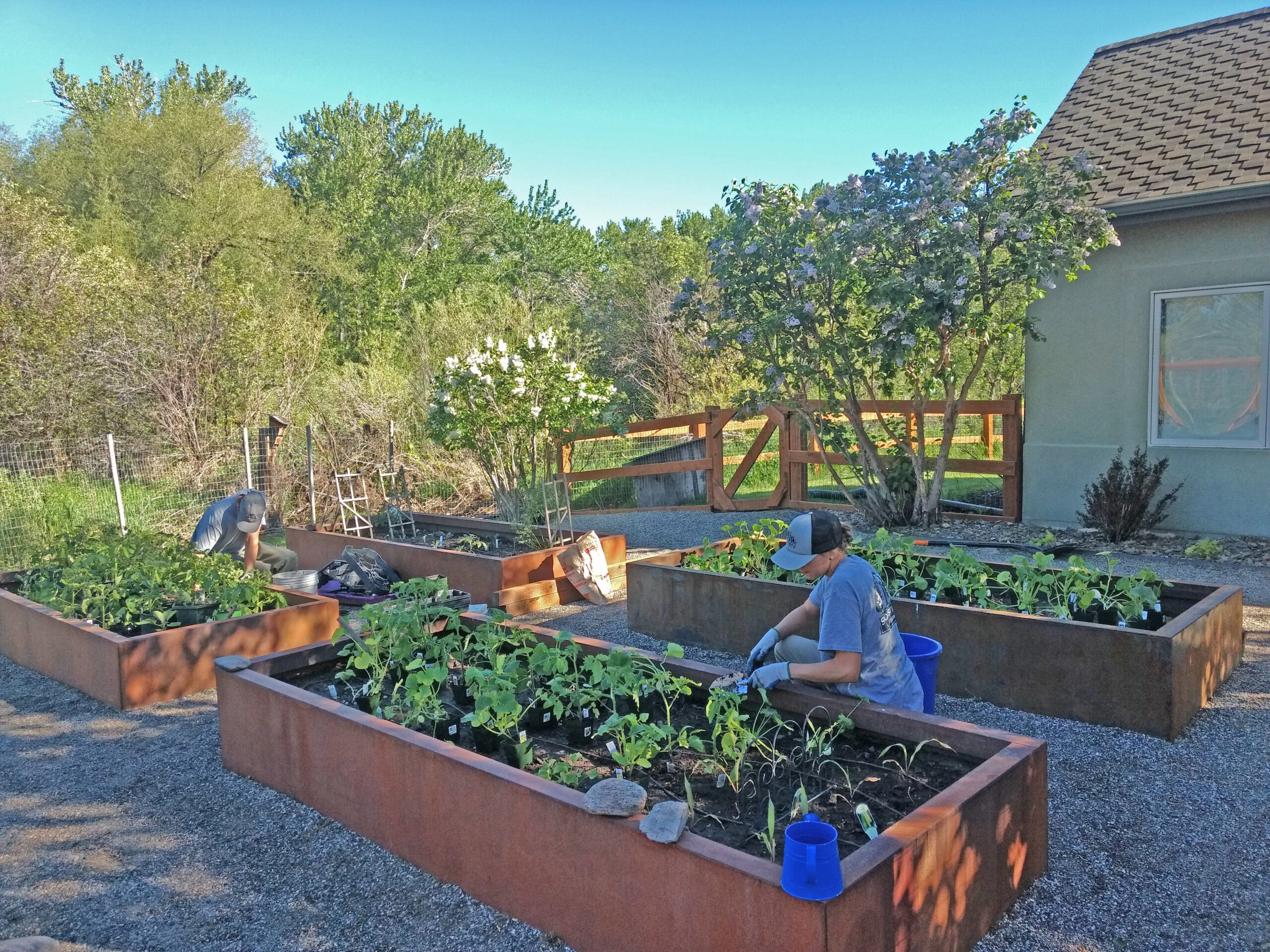 Bozeman Montana Organic Edible Garden Maintenance