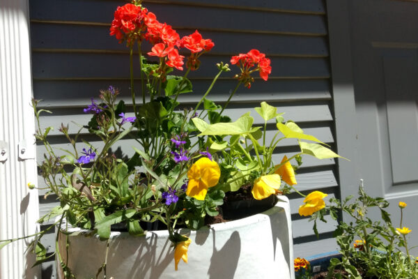 bozeman colorful flowers, bozeman landscape designer, bozeman annuals, bozeman garden care, bozeman plant lady, bozeman flower pots, bozeman flowers