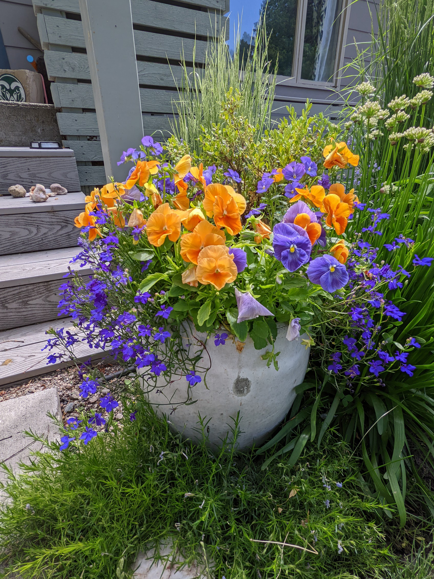 Downtown Bozeman Annuals