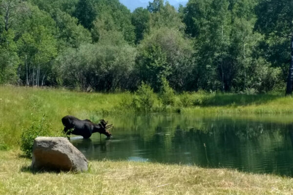 Phipps – Bozeman landscape designers, Bozeman landscape architects, luxury landscape design Bozeman, Montana landscape designers