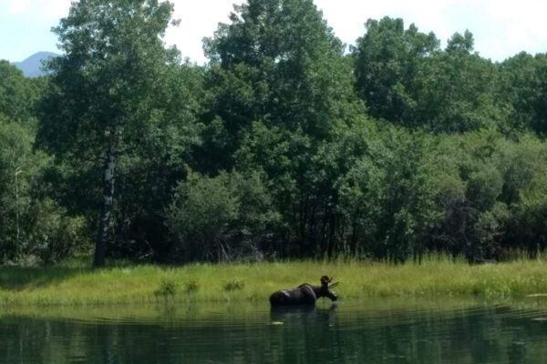 Phipps – Bozeman landscape designers, Bozeman landscape architects, luxury landscape design Bozeman, Montana landscape designers