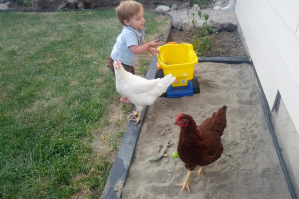 Schumann 307 – Bozeman landscape designer, Bozeman edible landscape design, Bozeman landscaping companies