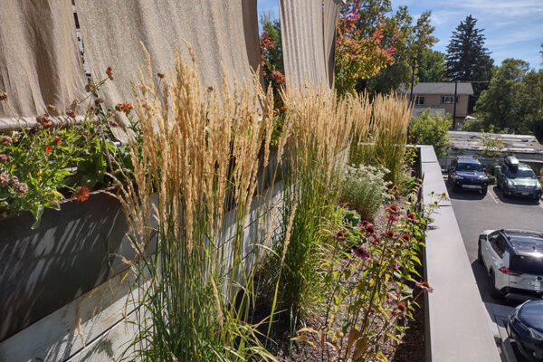 Little Star – Bozeman landscape architects, luxury landscape design Bozeman, Bozeman landscape designer