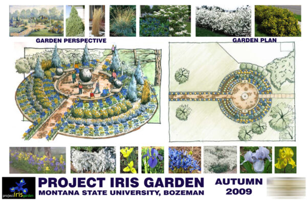 MSU Iris Garden – Bozeman landscape architects, Bozeman landscape designers, Bozeman garden designers