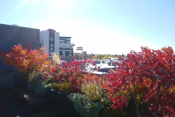 Bozeman Rooftop Patios, Bozeman Rooftop Landscaping, Bozeman flower pots, Bozeman Steel Planters, Bozeman Landscapers, Bozeman Rooftop Pavers, Bozeman Best Landscapers, Bozeman Landscaping, Bozeman Rooftop Gardens, Bozeman Commercial Landscaping