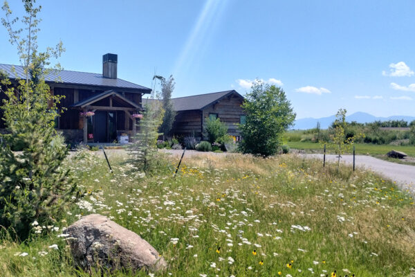 Bozeman Montana Native Landscaping and wildflowers Big Sky Montana Native Landscaping